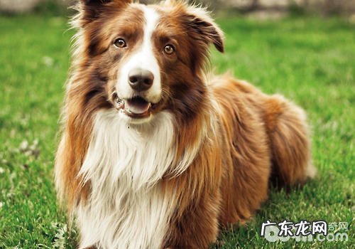 小狗筋挛的缘故及解决