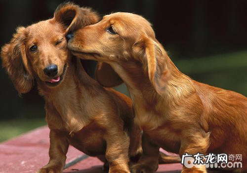 如何改进小狗啃咬物件的难题