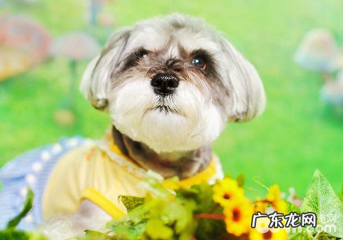 如何改进小狗啃咬物件的难题