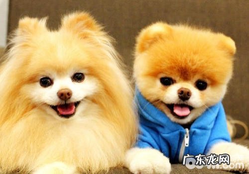 如何处理小狗食欲不振与贪食之力