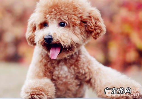 如何让小狗终止乱叫