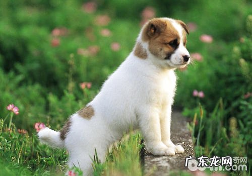 如何帮小狗的指甲止血