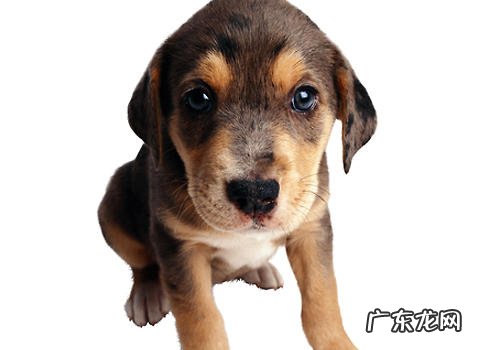 如何帮小狗的指甲止血