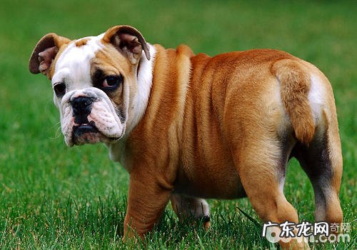 喂养斗牛犬有哪些关键点