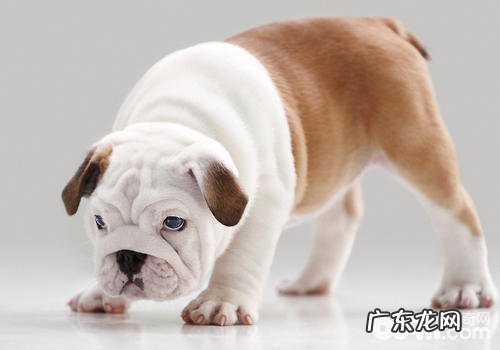 喂养斗牛犬有哪些关键点