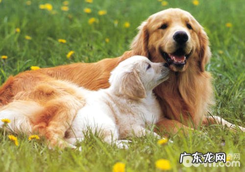 小狗的发情周期特性