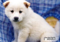 狗狗疫苗不成功的防范措施有什么