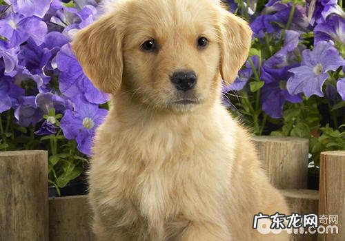 狗狗疫苗不成功的防范措施有什么