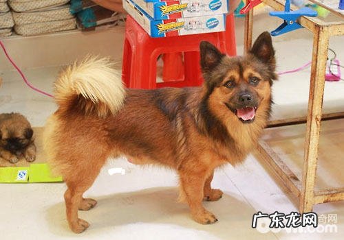 中国国航宠物托运有什么规定