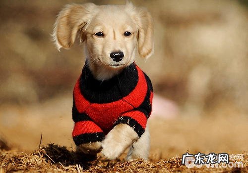 冬天怎样提高小狗抵抗能力