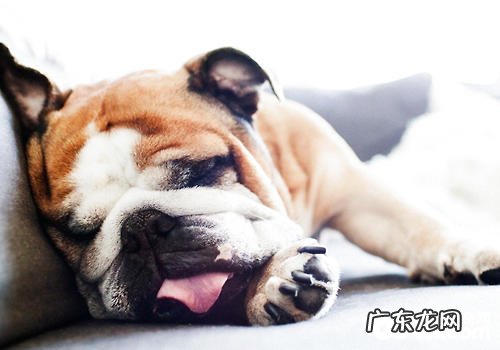 冬天怎样提高小狗抵抗能力