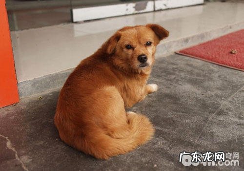 宠物托运净重怎么计算?