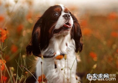 托运宠物必须掌握的基本资料