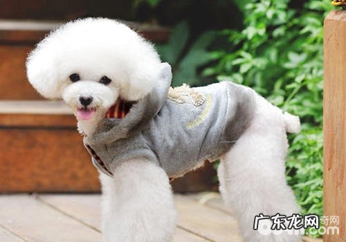 狗狗美容的重要性