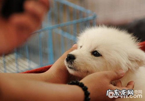 怎样降低宠物托运意外事件产生?