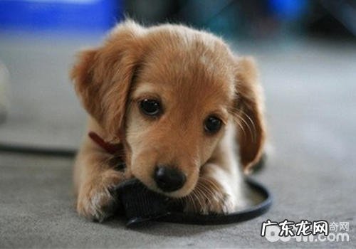 小狗的消化吸收特点是如何的