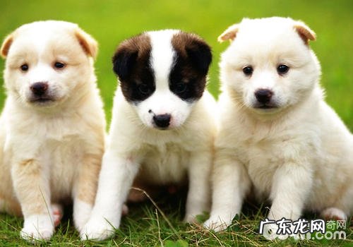 小狗的消化吸收特点是如何的