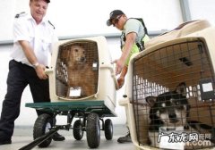 宠物托运国际航空公司如何选？