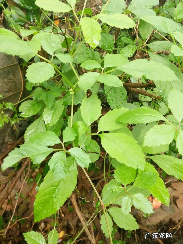 喝绞股蓝和三七茶有降血压的功效吗？