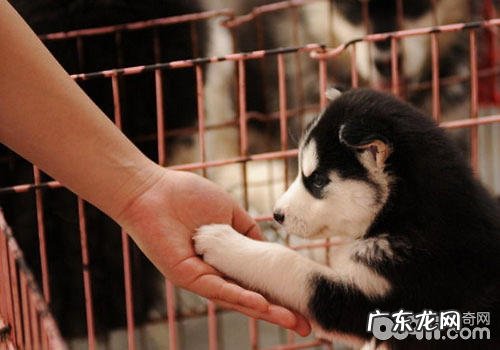 宠物空运有哪二种方法?