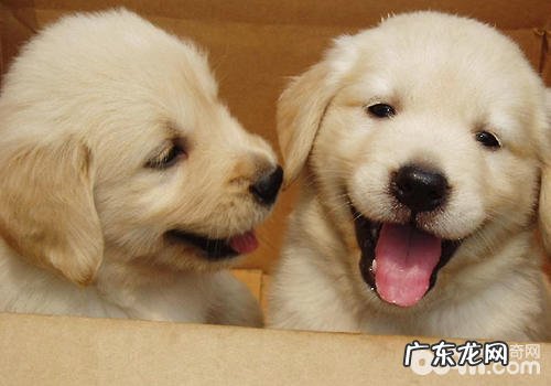 喂养金毛有哪些关键点