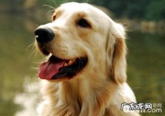 喂养金毛有哪些关键点