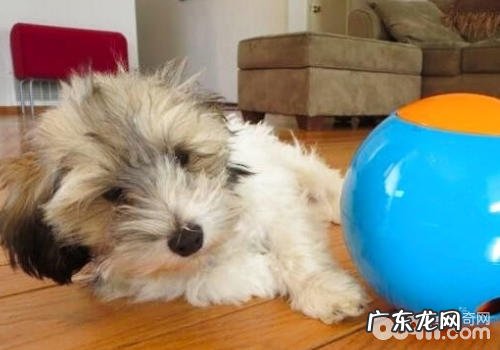 如何使用喂养手机游戏陪小狗玩乐