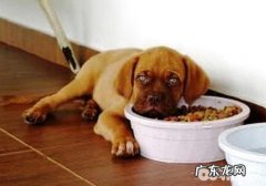 如何使用喂养手机游戏陪小狗玩乐