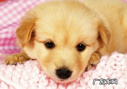 托运宠物要注意什么