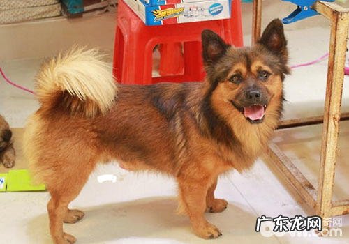 小宠物应当怎么坐飞机?