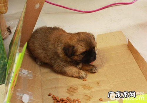 虎跃货运宠物托运步骤