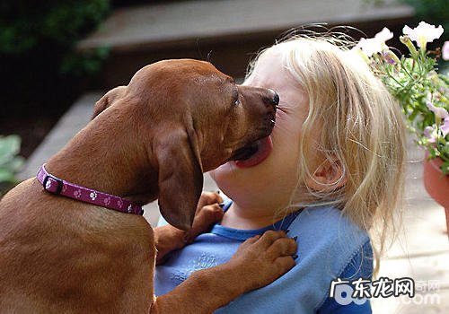 小狗为何喜欢舔面部