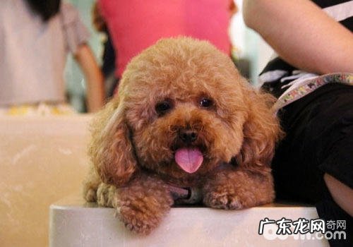 上海市飞海空运宠物航空公司托运流程