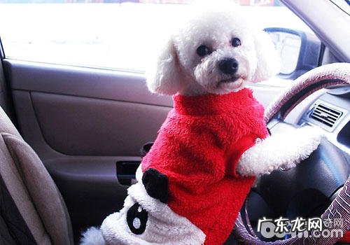 冬天申请办理宠物托运的一些提议