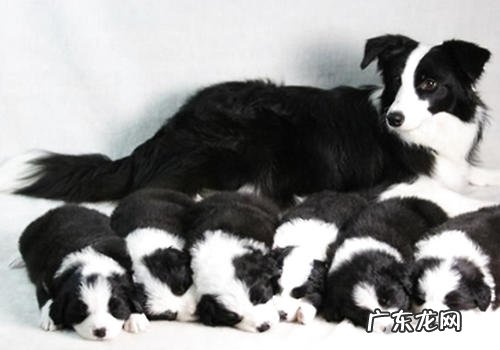 怎样搞好新生儿幼狗的保养