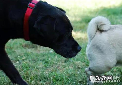 小狗为何爱闻屁股