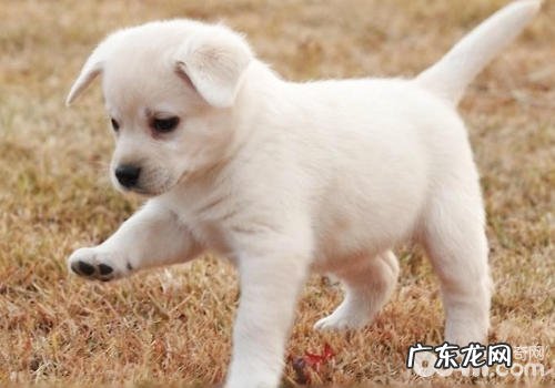 小狗保养的普遍疑惑有什么