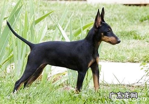 什么狗较为吵闹