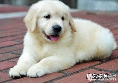 初养狗狗的问答