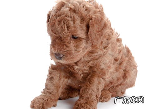 初养狗狗的问答