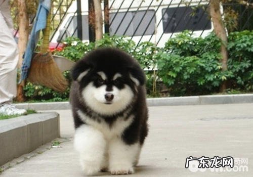 刚抱回家了的幼狗放养常见问题