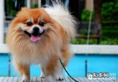 小狗是不是确实高兴