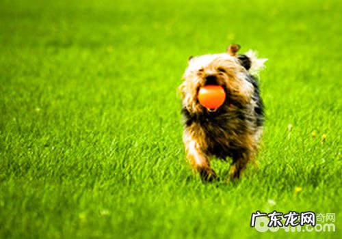 小狗是不是确实高兴