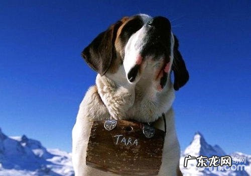 圣伯纳犬小桶的密秘