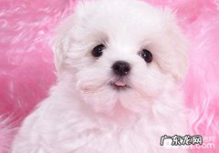 小狗营养成分基本常见问题