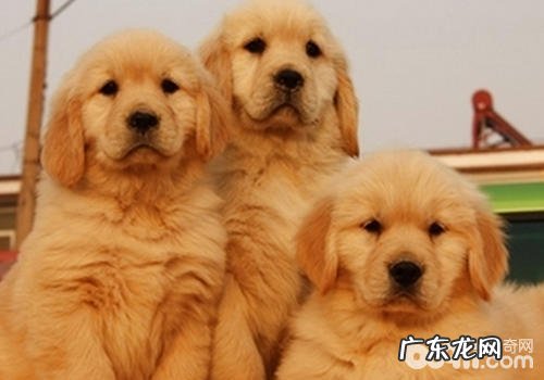 小狗碰鼻部有什么实际意义