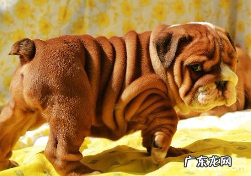 对小狗有利的食物有哪些