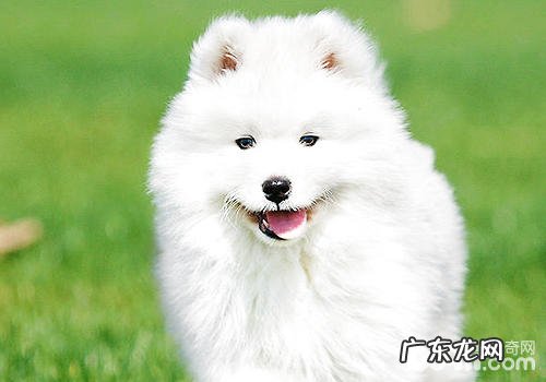 对小狗有利的食物有哪些