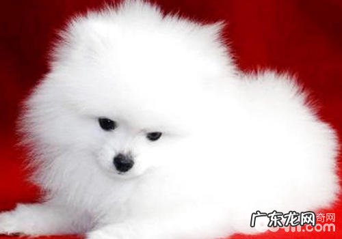 养犬的常识问题不正确有什么