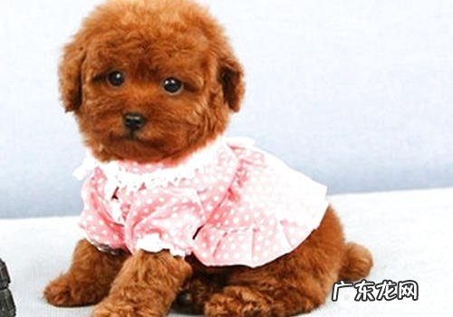 养犬的常识问题不正确有什么